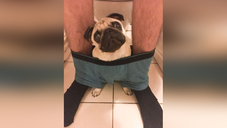 Clingy pug refuses to let his owner go to the toilet without him