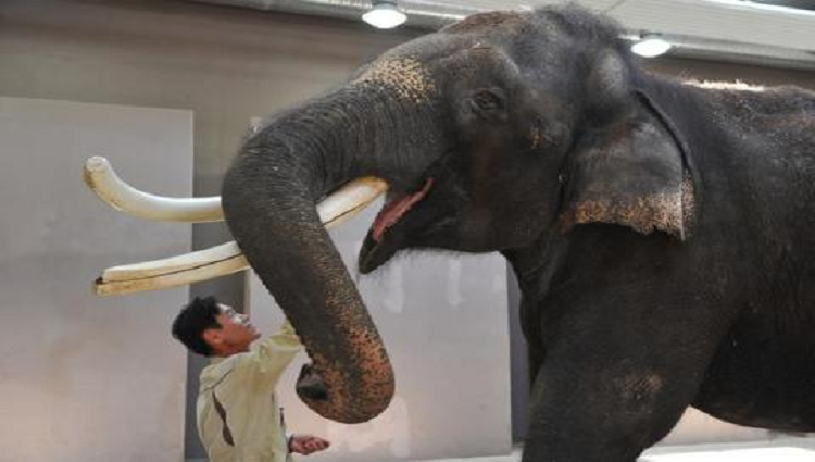 Scientists confirm South Korean Elephant can talk