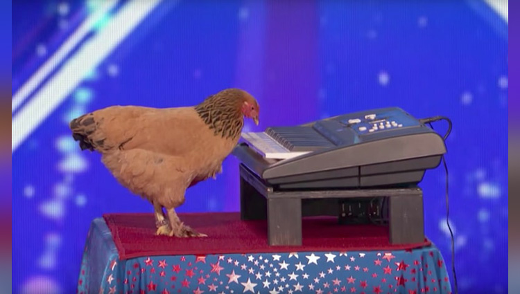 chicken plays patriotic tune on keyboard