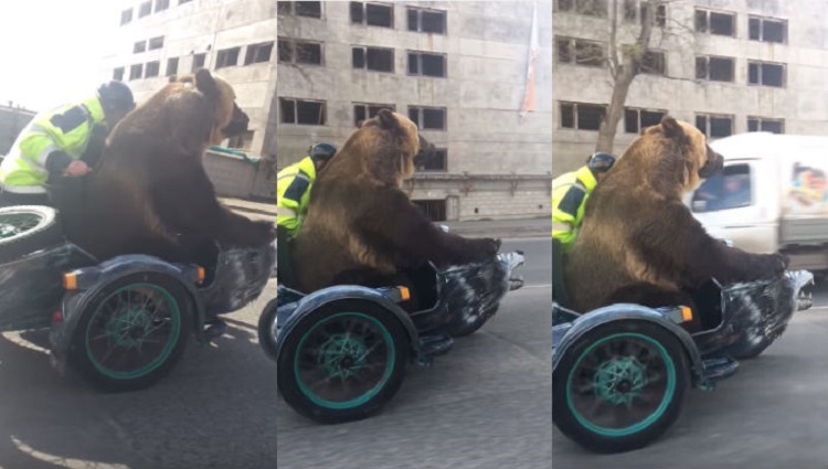 bear sits on bike in russia