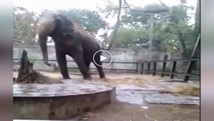 VIDEO Elephant dance in the rain