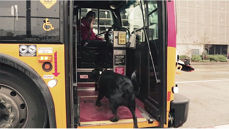 this smart dog takes the bus all by herself every day to go to the park