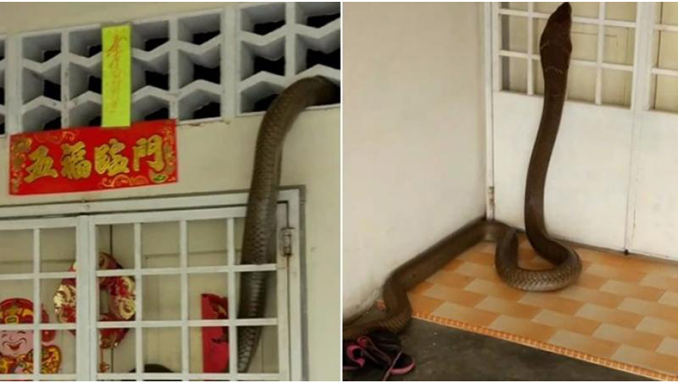 dramatic video of huge king cobra entering home
