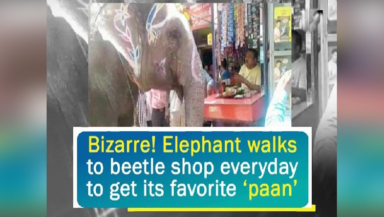 Bizarre Elephant walks to beetle shop everyday to get its favorite paan 