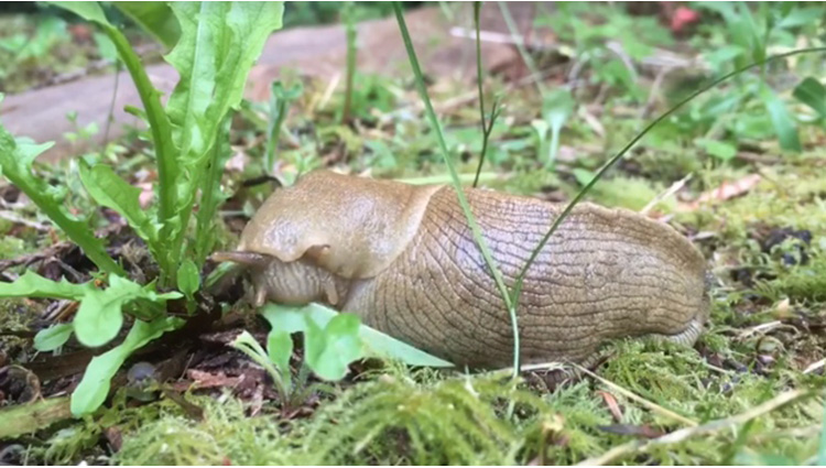 slug unlikely star of viral time lapse video