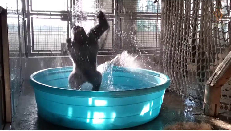 breakdancing gorilla enjoys pool behind the scenes