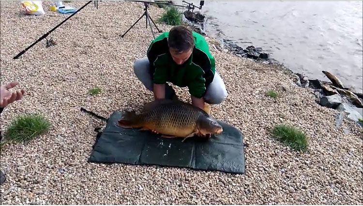 captured carp wriggles away from fishermen back into the water