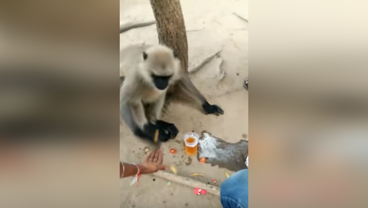 Monkey Drinks Beer