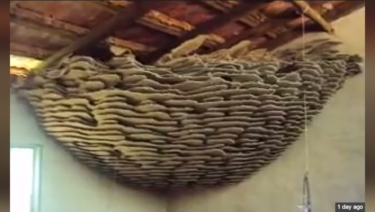 Viral And Trending Video Of Discovering Huge Wasp Nest Inside house