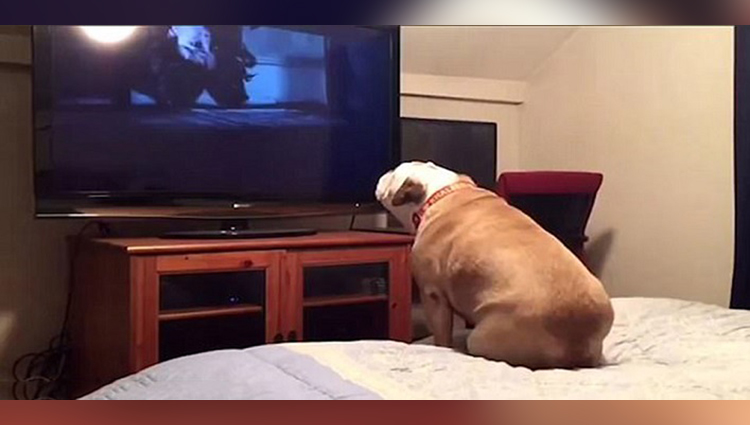 Bulldog watches a horror movie