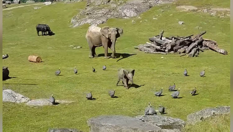 baby elephant chasing birds
