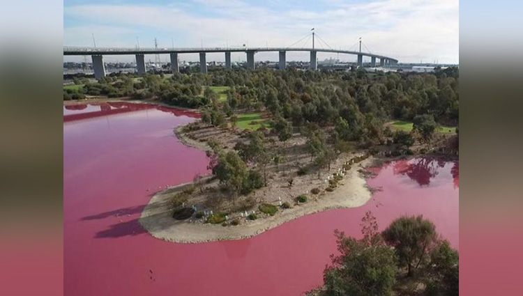 australian lake turns pink in incredible natural phenomenon