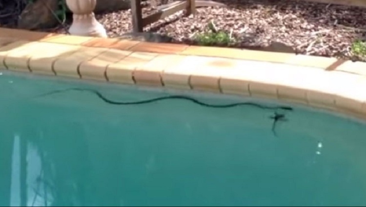 snake attacking a water dragon lizard in our swimming pool in brisbane Australia