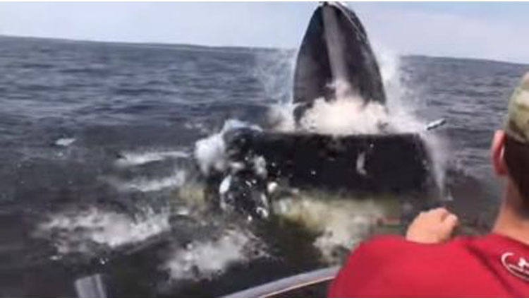 humpback whale breaches near a boat off new jersey
