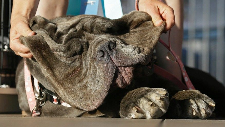 Adorable mastiff wins World Ugliest Dog Contest 2017