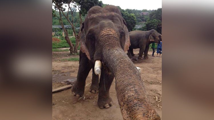 elephant selfie