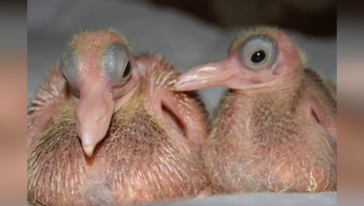 Newborn doves