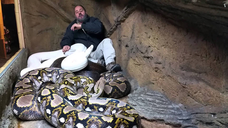  living the dream with pythons
