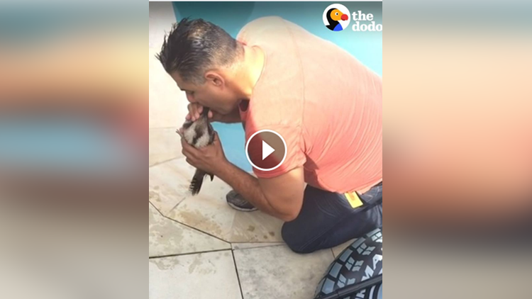 bird Who Was Drowning In Pool Gets 