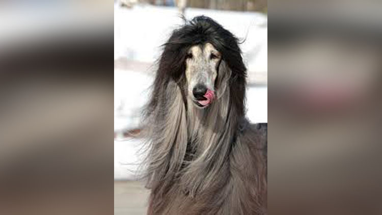 Animals Are Giving Tough Fights To Girls With Their Beautiful And Long Hair 