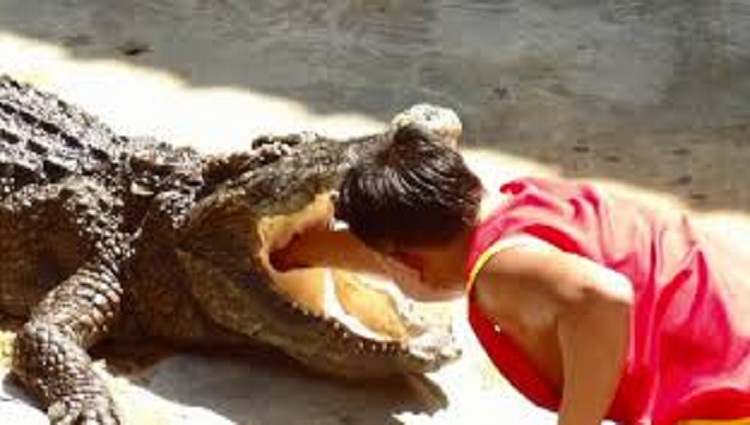 person put his head in the mouth of the crocodile