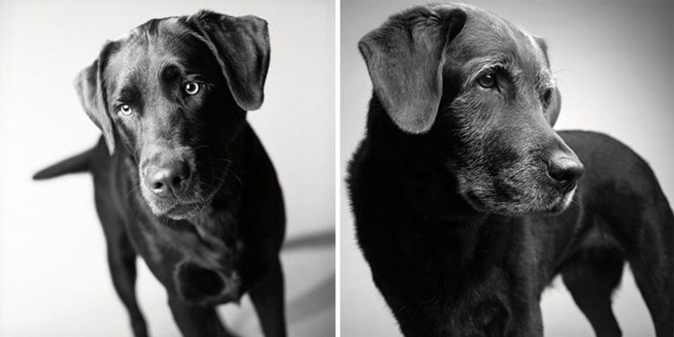 How Dogs Get Older A Deeply Touching And Fascinating Photo Series