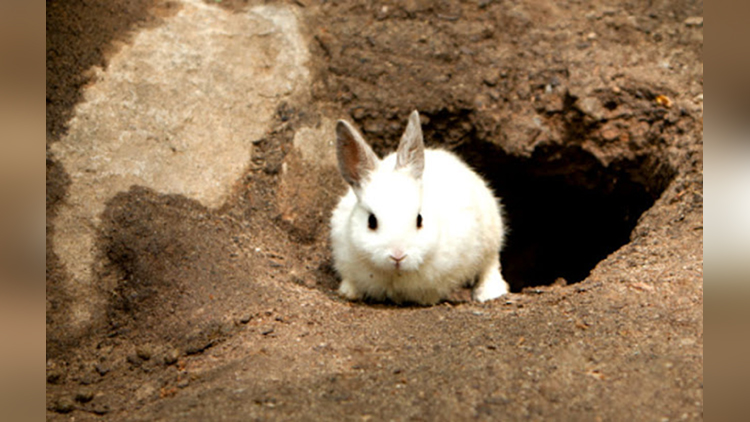 hidden secret in rabbits hole
