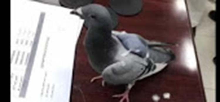 pigeon trafficking drugs