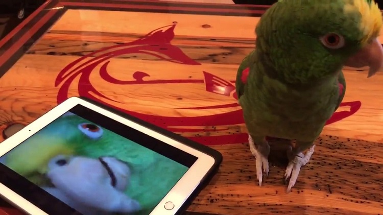 singing parrot does a duet with recording of herself