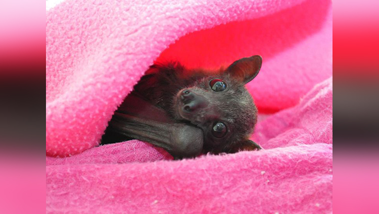 Treatment bats in the hospital