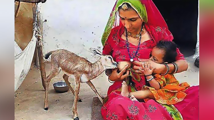 women feed deer child by breast milk