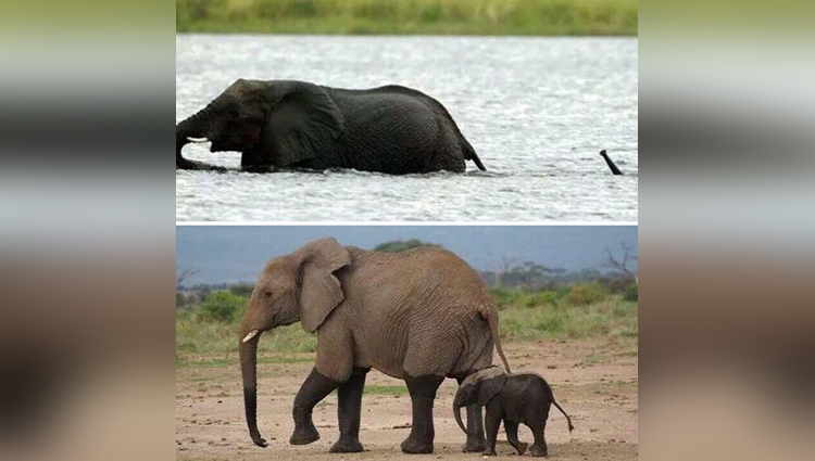Baby Elephants pictures That Will Instantly Make You Smile