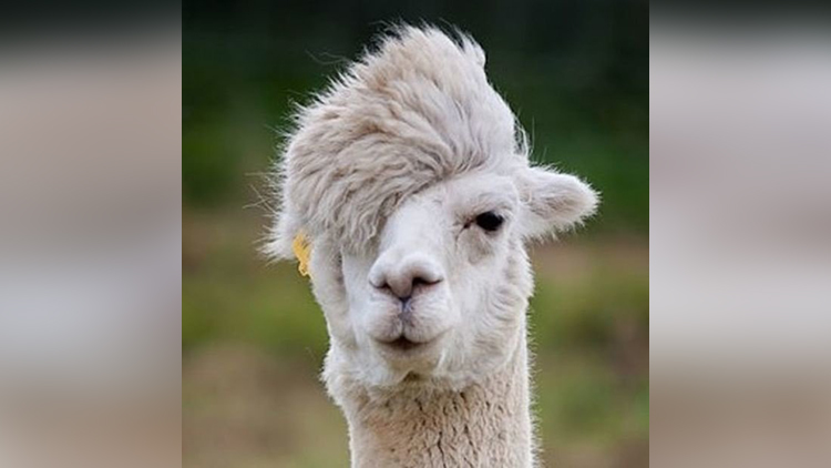 funny and funky hairstyles of animals
