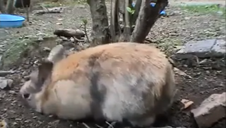 female rabbit shows mother love