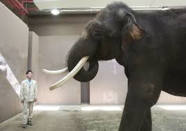 Koshik the talking elephant