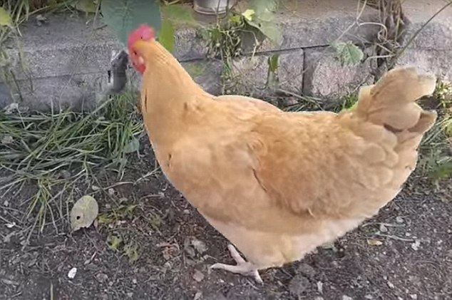Chicken rushes mouse
