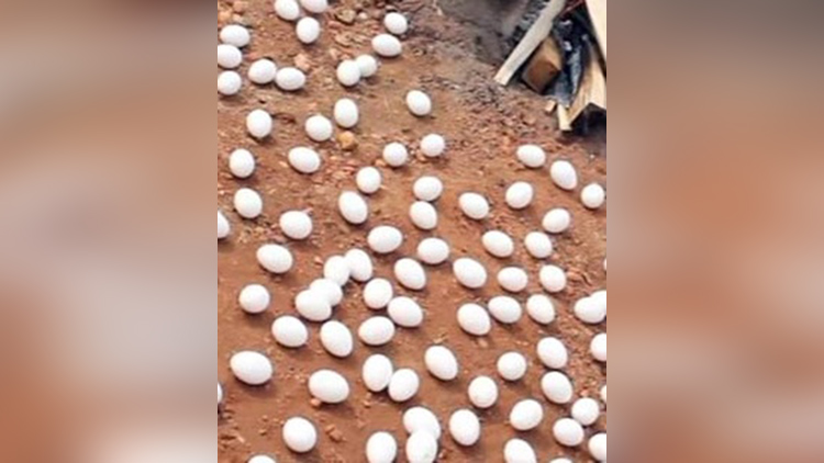 37000 eggs falls from van