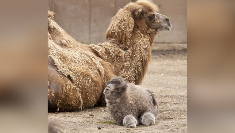 A baby camel