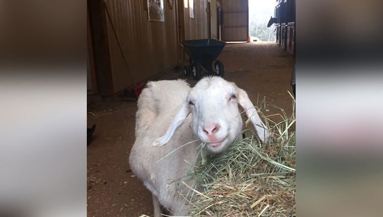 goat loves grass