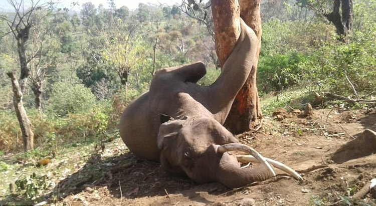 tragic end for elephant 