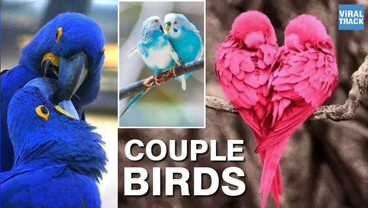 viral pictures of birds couple