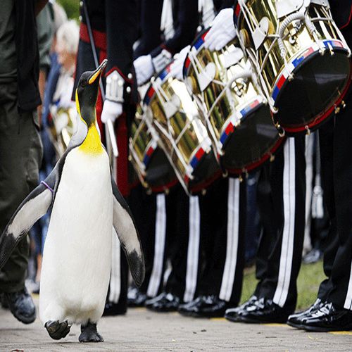 Penguin has made a guard of honor
