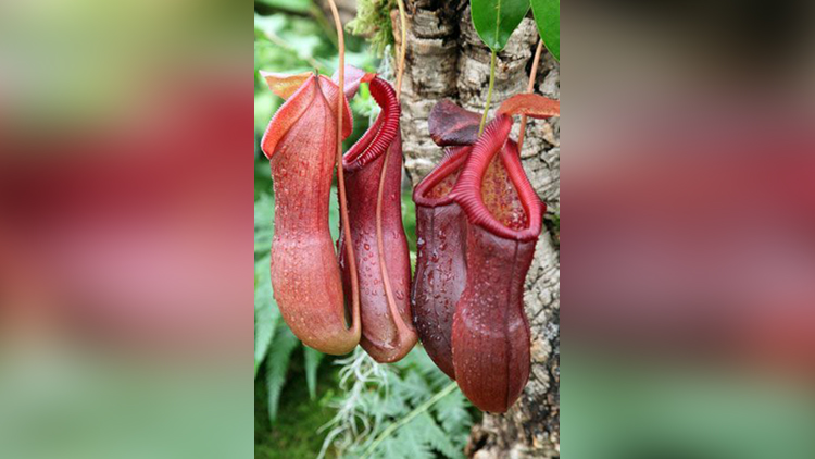 Pitcher plant (Nepenthes spectabilis X ventricosa)