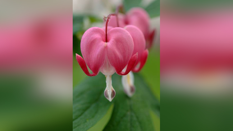  Bleeding Heart (Lamprocapnos spectabilis)