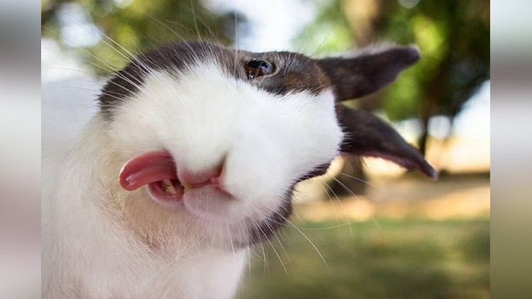 rabbit selfie