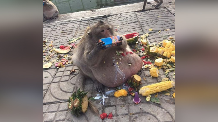 Monkey nicknamed uncle fatty gets sent to boot cam