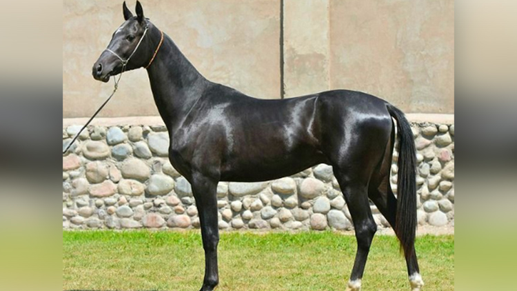 most beautiful horse in the world akhal teke