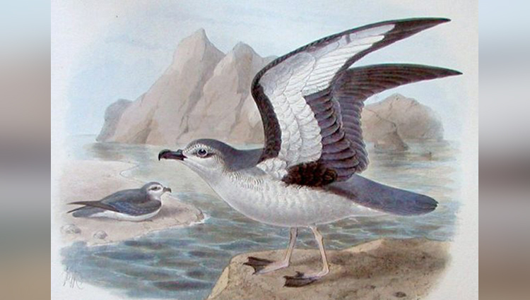 Chatham Petrel