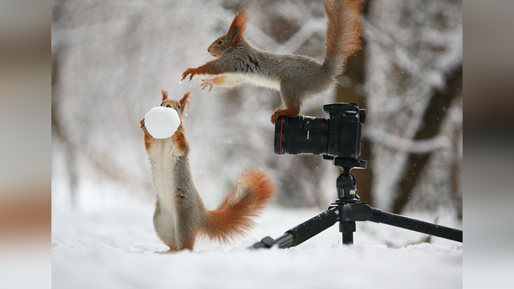  squirrel on camera playing with each other