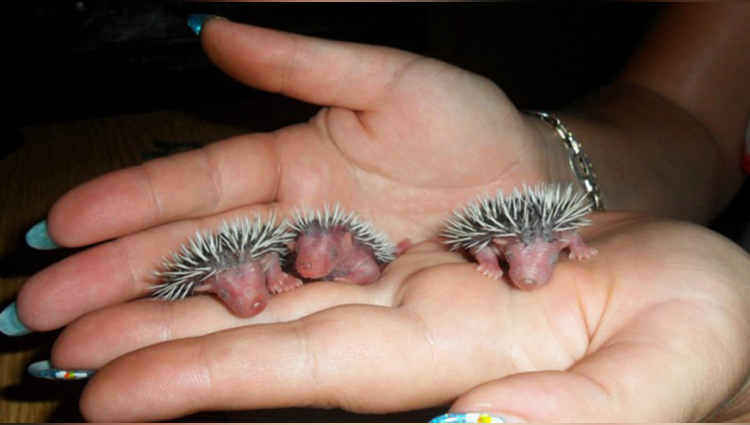 Baby hedgehogs